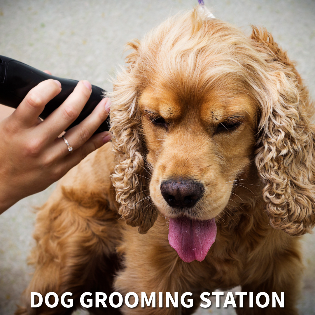 DOG GROOMING
