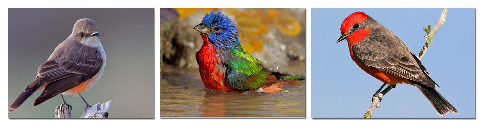Birds header.fw