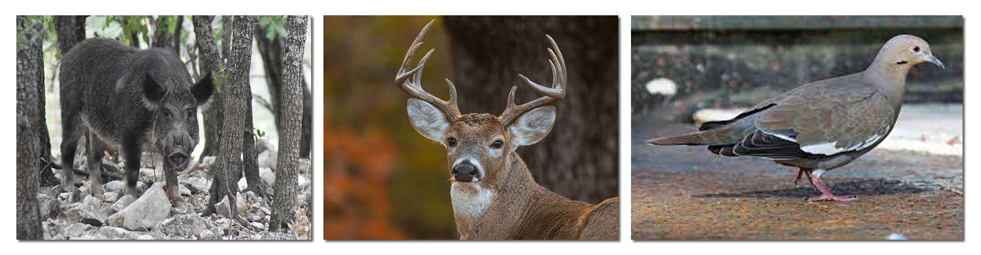 Hunting.fw