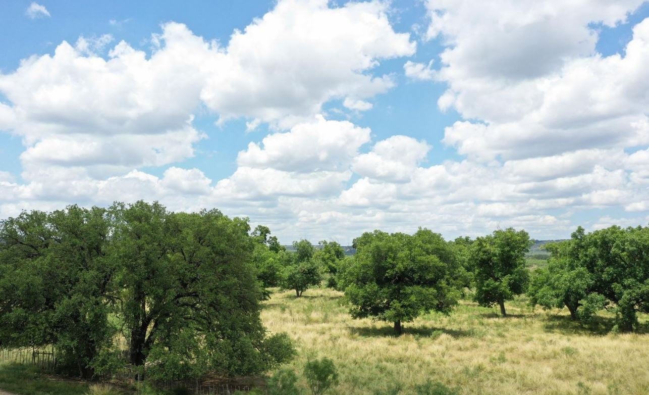 Trees on property